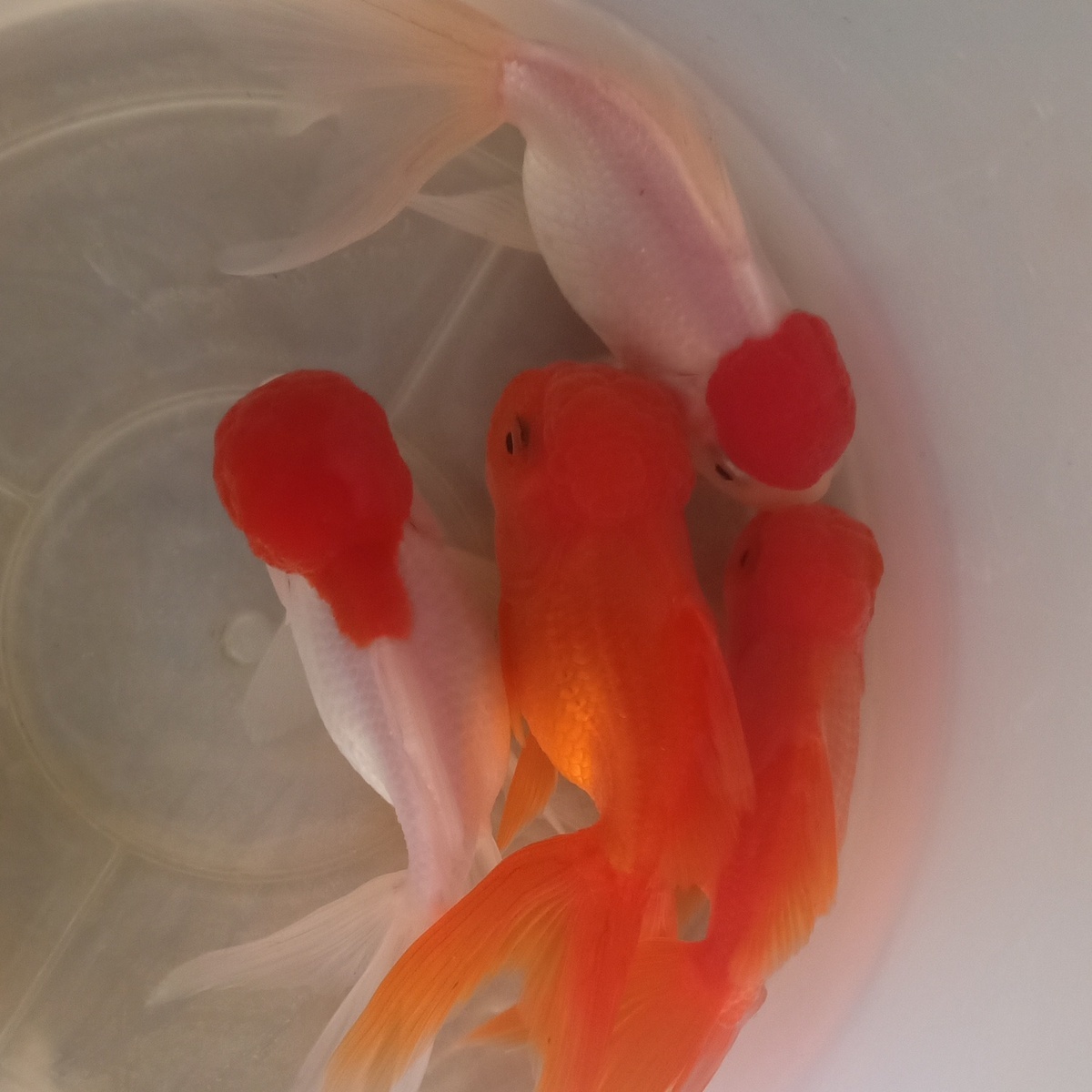 小金鱼鹤顶红头帽招财鱼活体红狮子头鸿运当头冷水鱼观赏鱼红金鱼鸿运