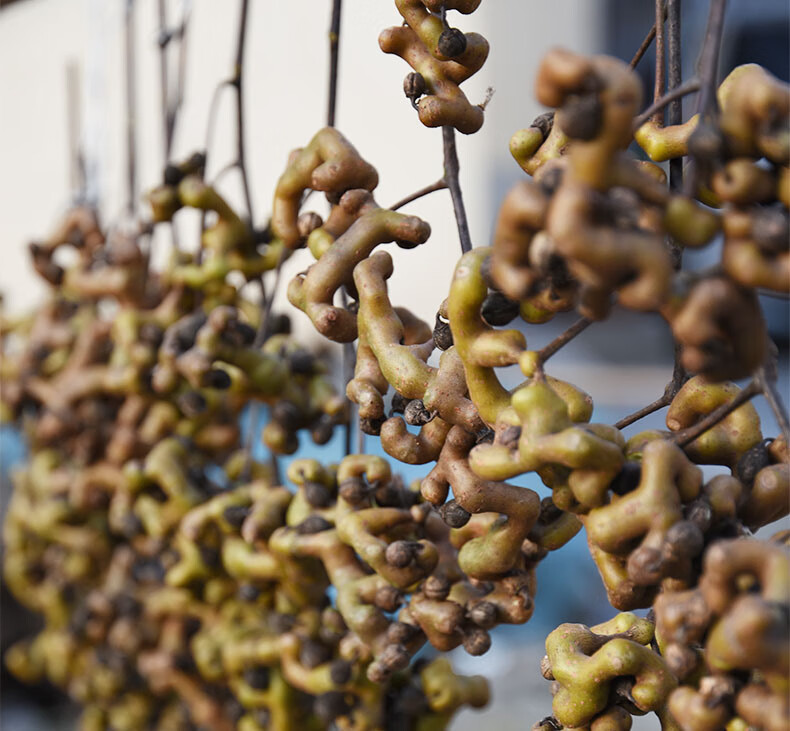 新鲜拐枣 金钩枣万寿果积椇子鸡爪梨凤泡酒 1斤【图片 价格 品牌 报价