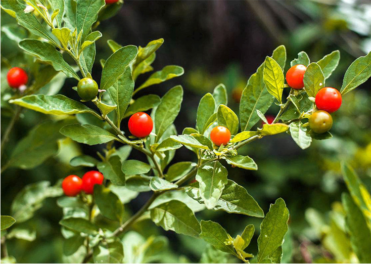 看豆盆栽观果植物冬珊瑚吉庆果看樱桃开心桃珊瑚豆花