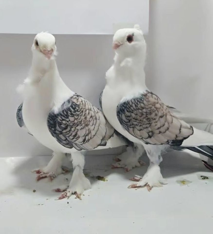 观赏鸽子淑女鸽黑细花淑女鸽兰花淑女鸽子活物一对批发宠物鸽活体