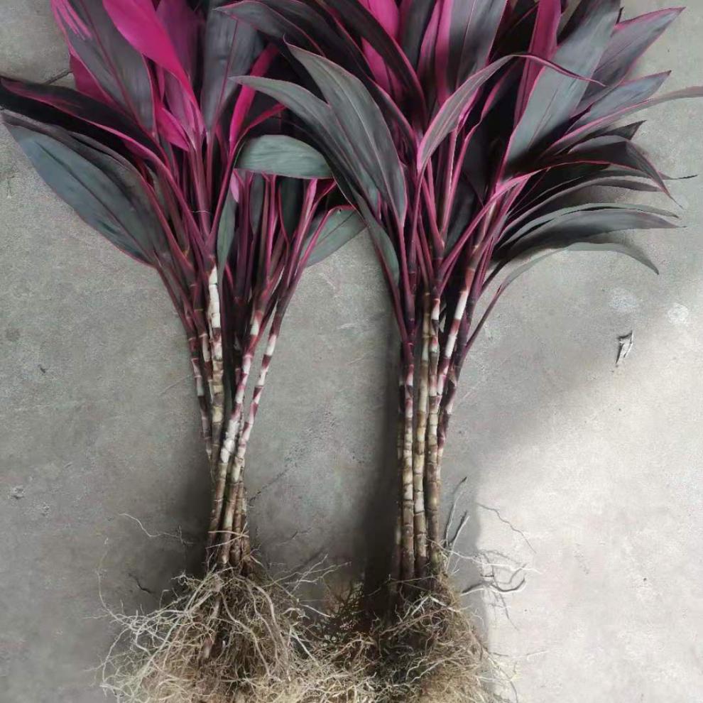 带根红紫竹竹金边竹富贵竹客厅懒人水养土培绿色盆栽净化空气带根红