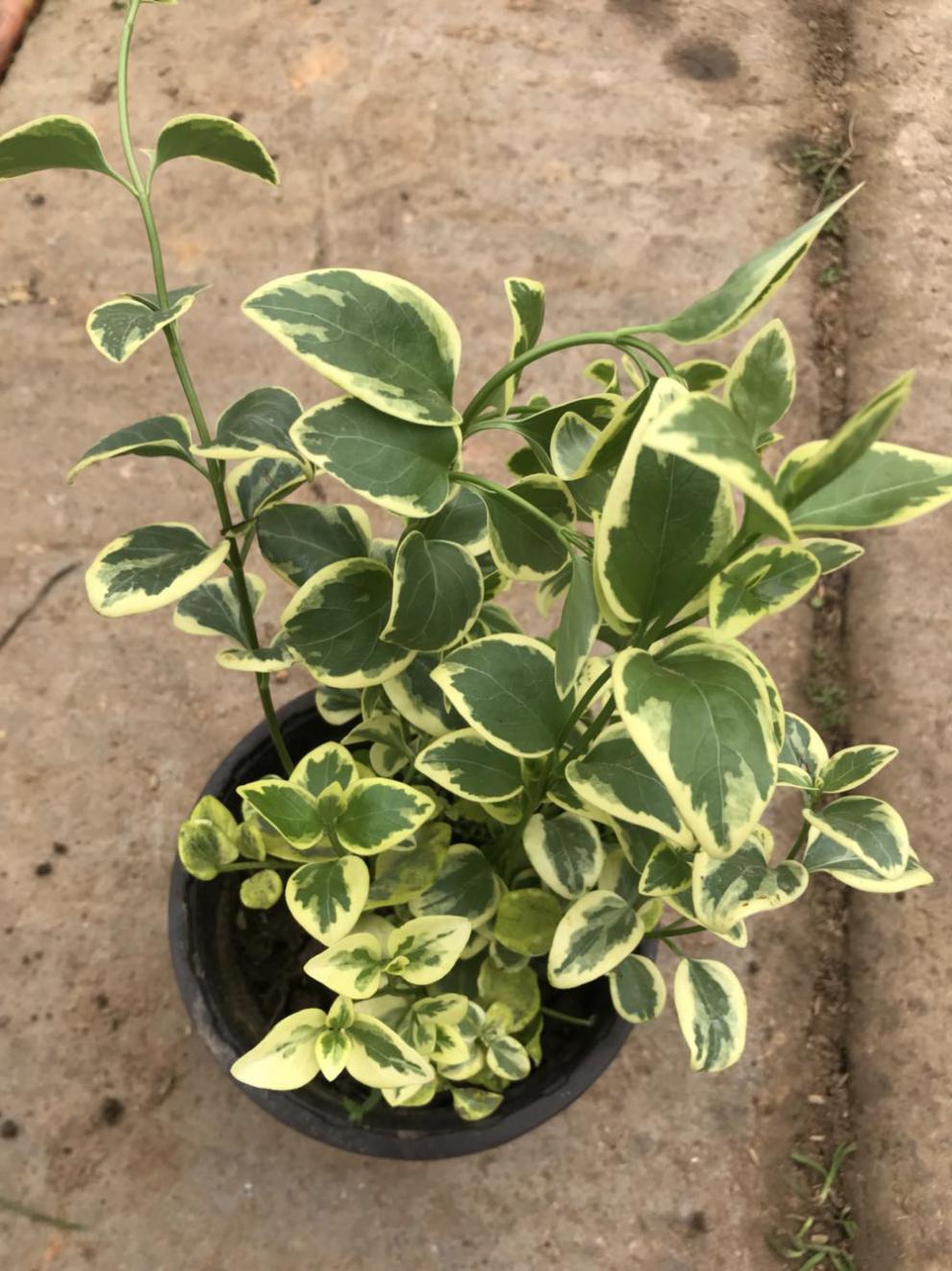 花叶蔓常春藤 花叶霹雳吊兰盆栽垂吊植物金边长青藤室内 复合肥9包 不