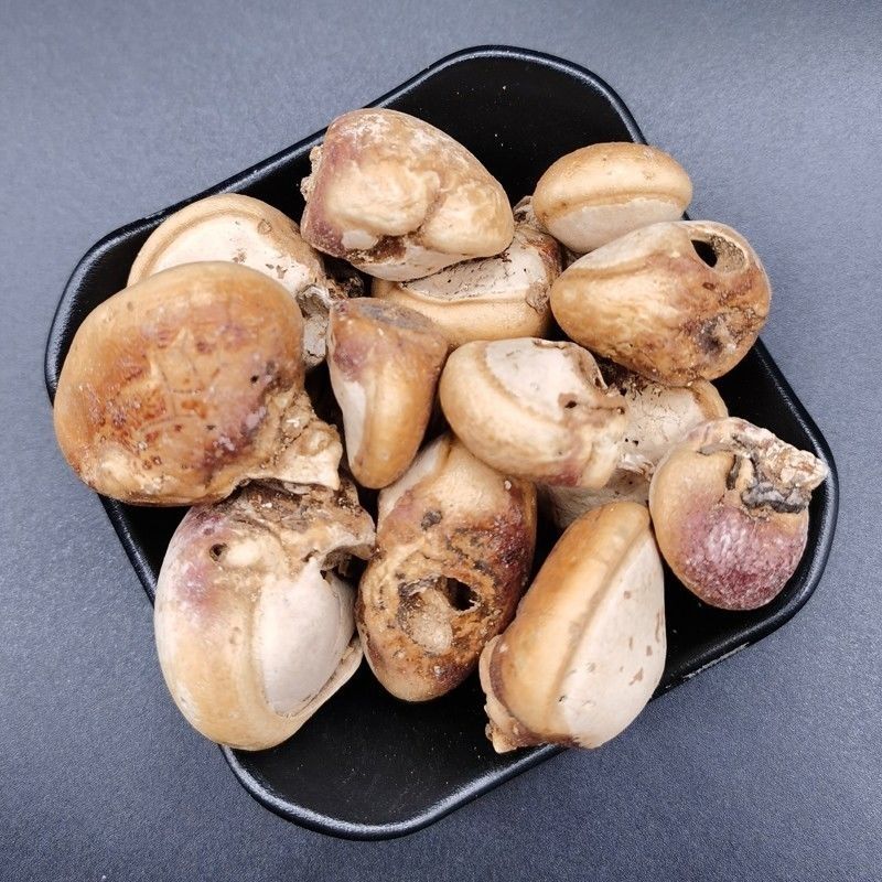 药材须元果树荷包松橄榄觅阳果须阳果同仁 同堂原料 50克【图片 价格