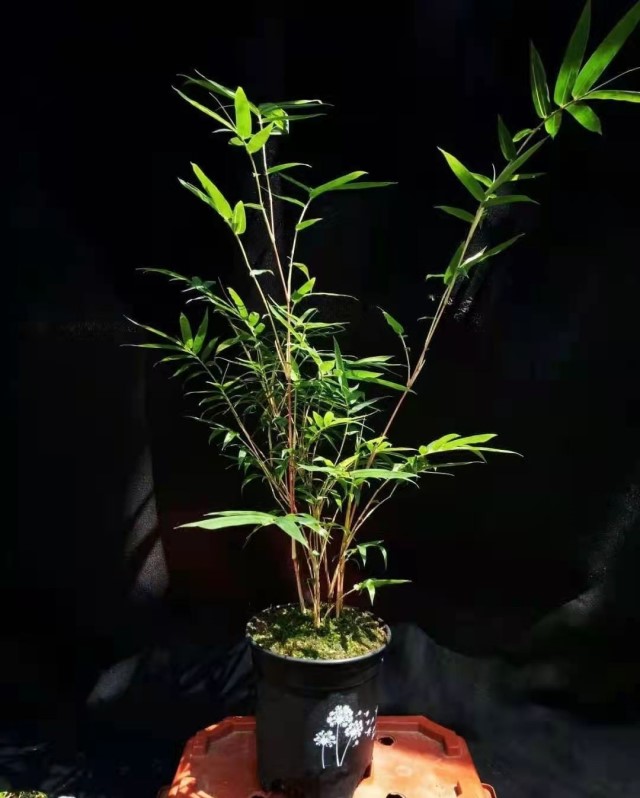 采缇caiti日本新品红观音竹四季常青花卉绿植室内阳台桌面花园庭院
