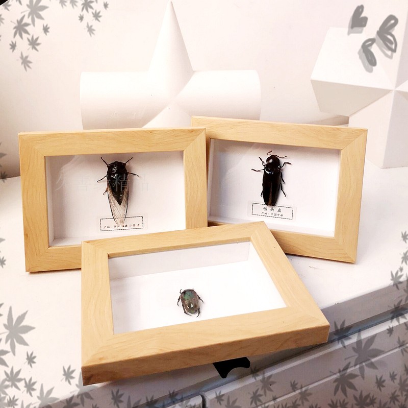 儿童生日礼品框教具昆虫标本框乾昀浅紫色螯蛱蝶其他长方形尺寸独立