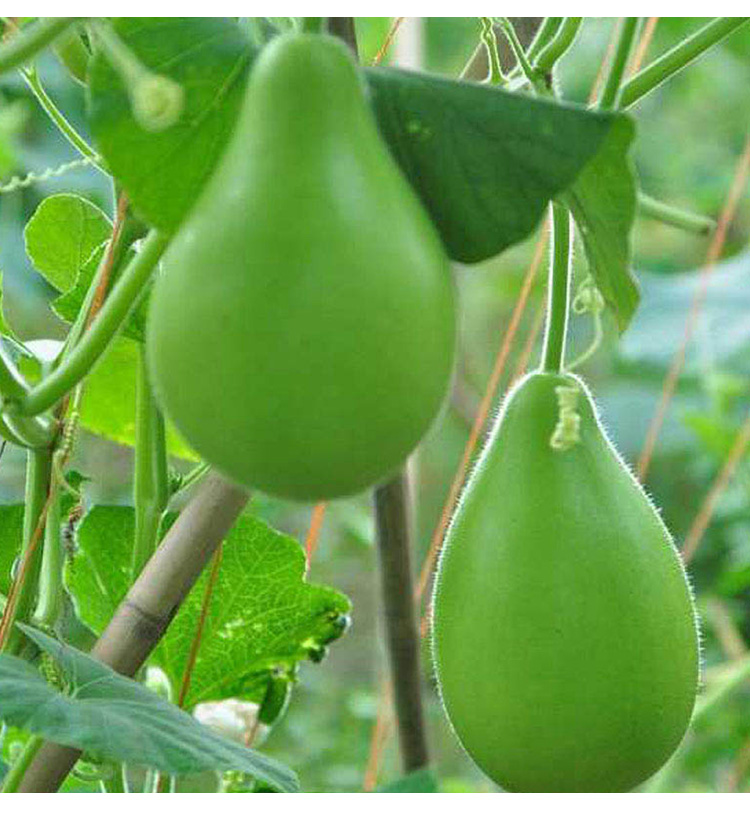 【农友推荐】可狄(kedi)极早生瓠瓜种子苗口味好蒲瓜食用瓠子瓜菜葫芦