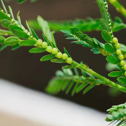 广西中草药叶下珠 新晒珍珠草干货 龙珠 珠仔草整株全草带根【图片