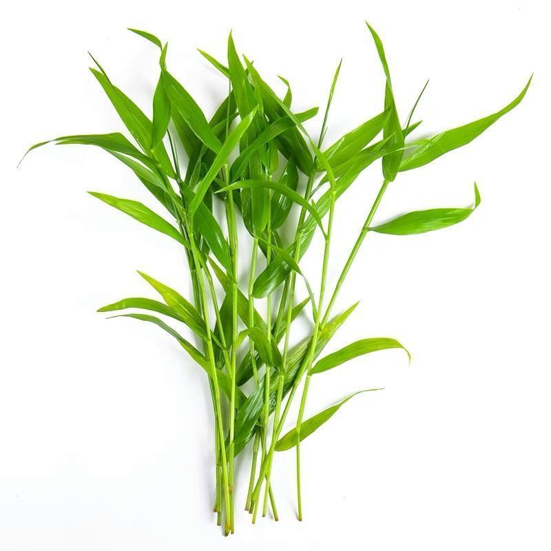 drontal 水族箱鱼缸定植竹节草中后景南美水竹青竹水草缸新手好养定植