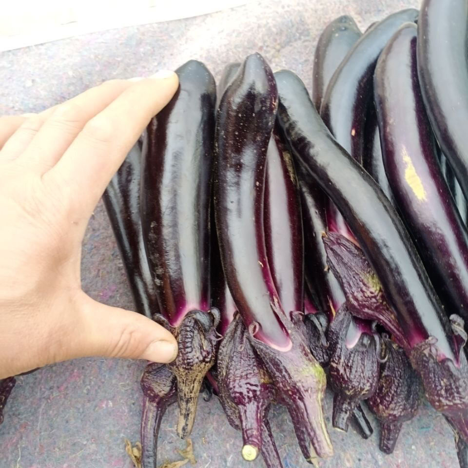 东北紫把小茄子生吃小茄子新鲜农家自种新鲜蔬菜蒜茄子 3斤【图片