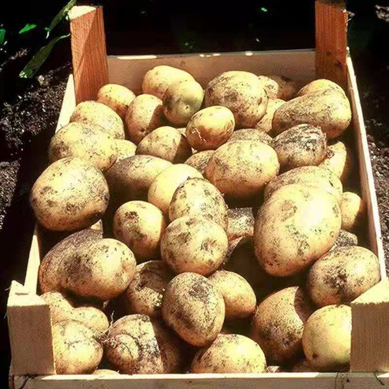 2021新东北土豆大土豆黄心马铃薯新蔬菜农家自种现挖10斤大果