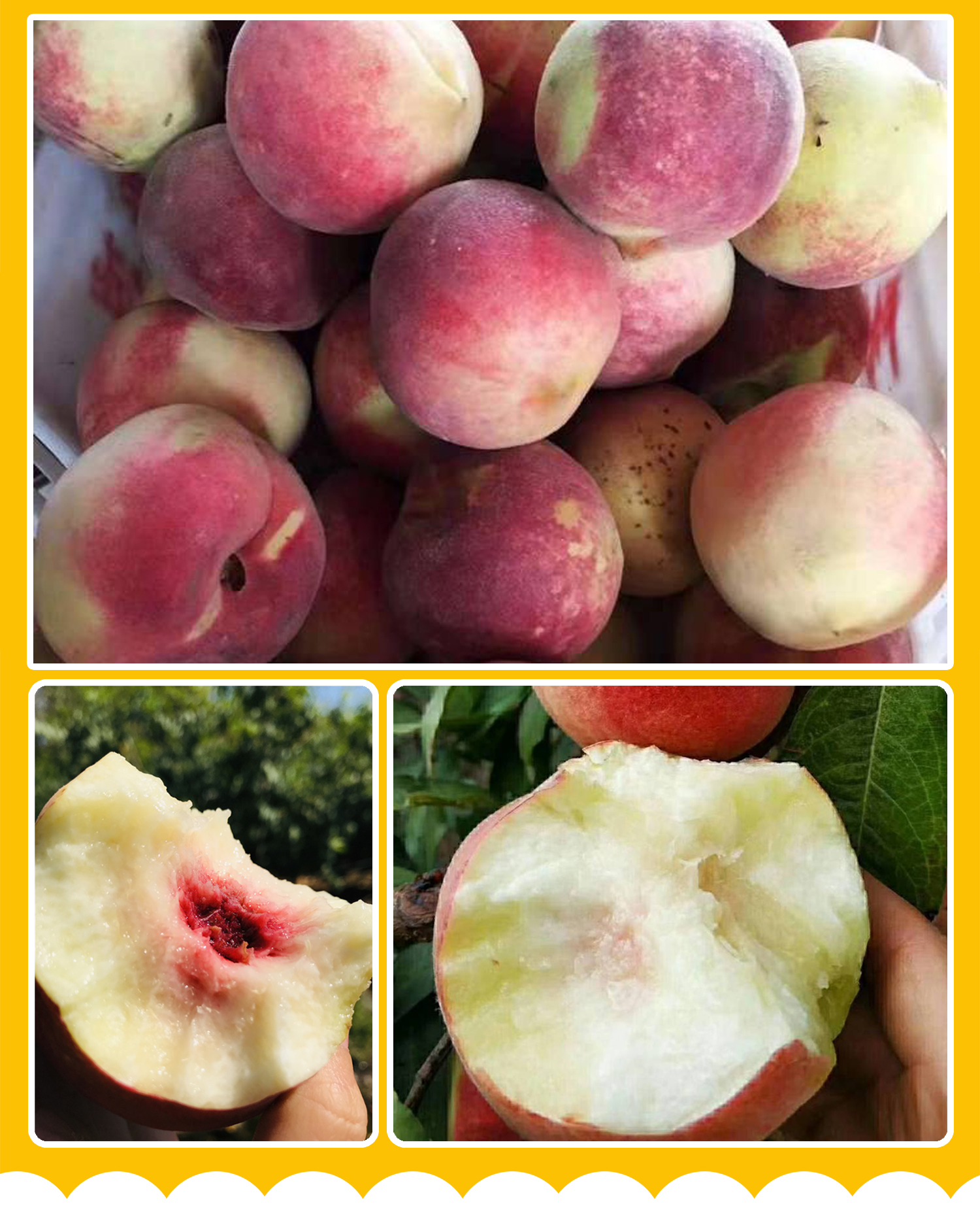 莒县馆山东金秋红蜜桃映霜红桃子甜脆多汁应季冬桃孕妇水果现摘现发