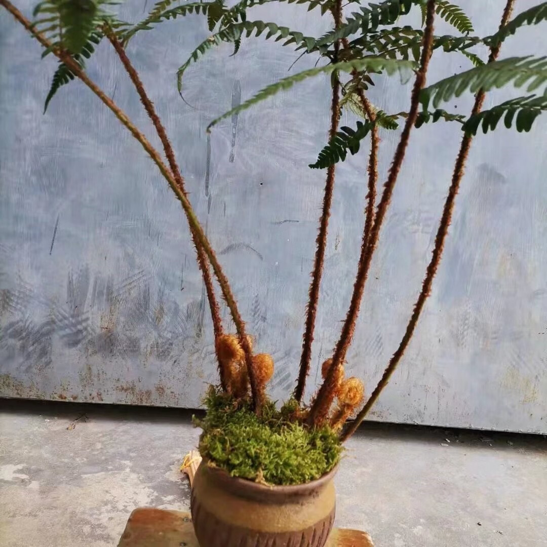 蕨类植物鳞毛蕨狗脊蕨桩盆栽室内庭院喜阴大中型易养网红蕨类绿植 一