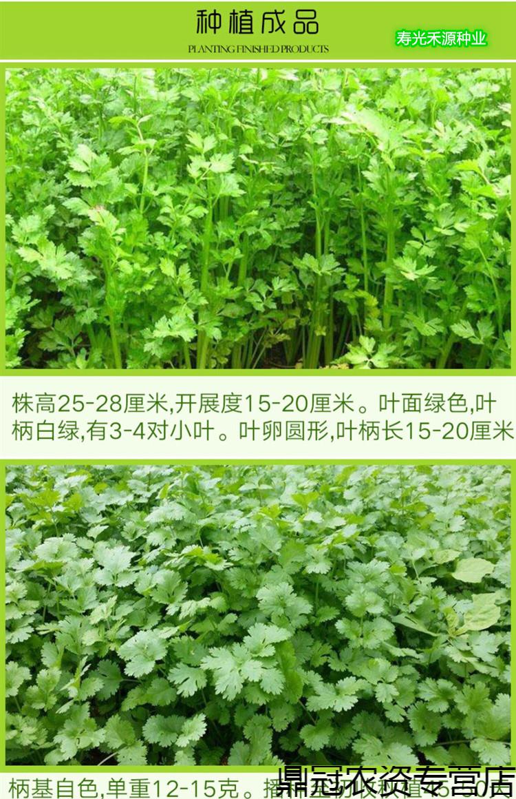 菜友小葉香菜種子香菜種籽四季芫荽種子耐熱菜園盆栽陽臺大面積高產