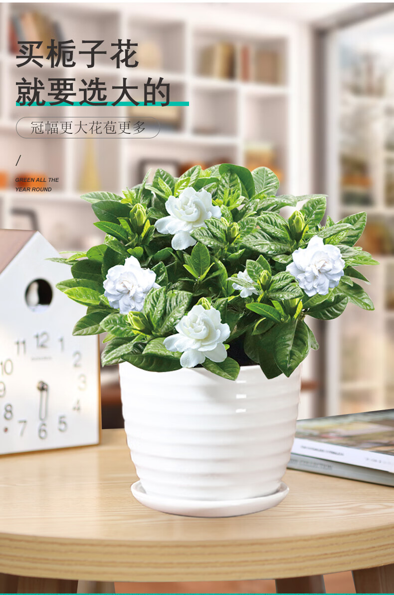 栀子花盆栽带花苞室内花卉植物水培绿植开花浓香型大树苗四季好养原盆