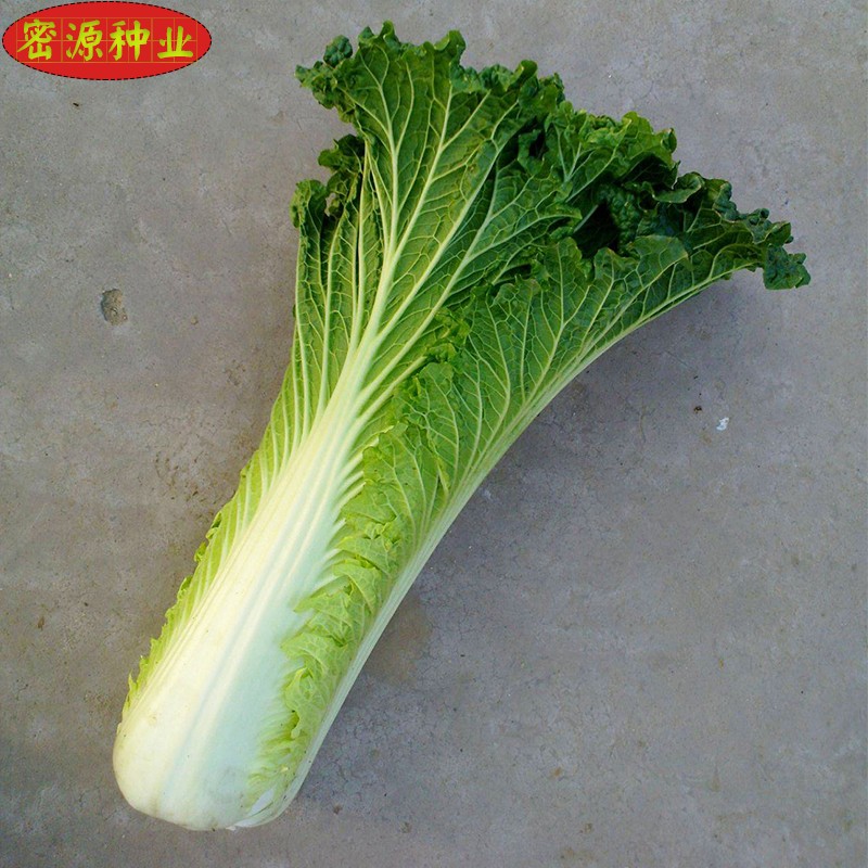 天津青大白菜种子竹筒青麻叶白菜籽春秋四季高产抗病农家蔬菜种孑晋菜