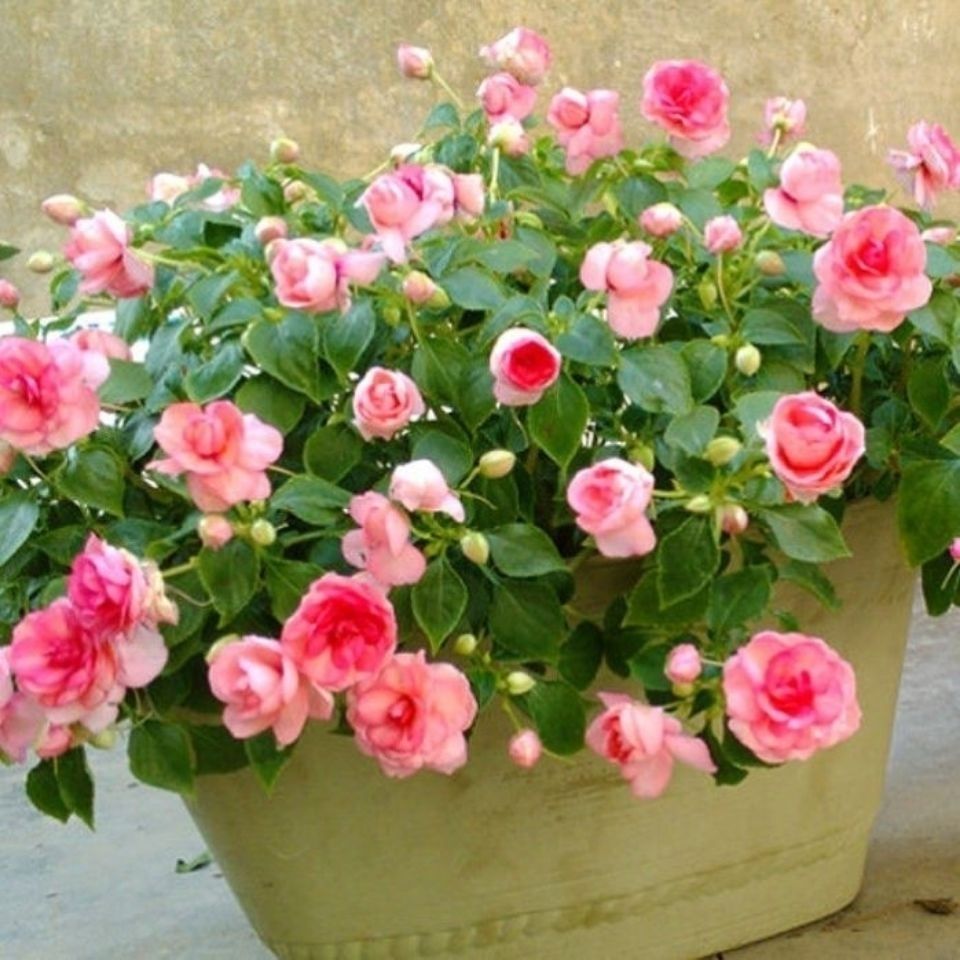 上新水梅花非洲重瓣凤仙花厘米盆栽小苗四季开花水梅花新品磐阙随机两