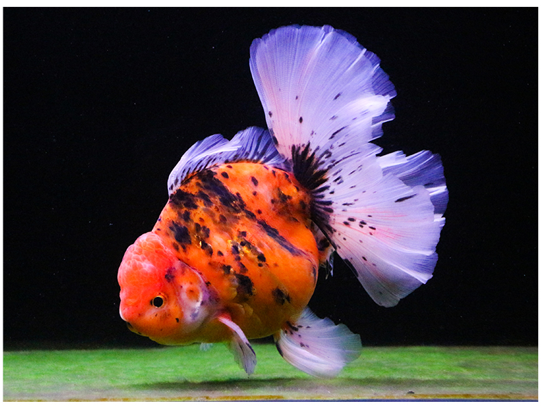 族萃进口百褶裙精品泰狮f1金鱼活体观赏鱼原泰冷水新手活鱼渔场进口