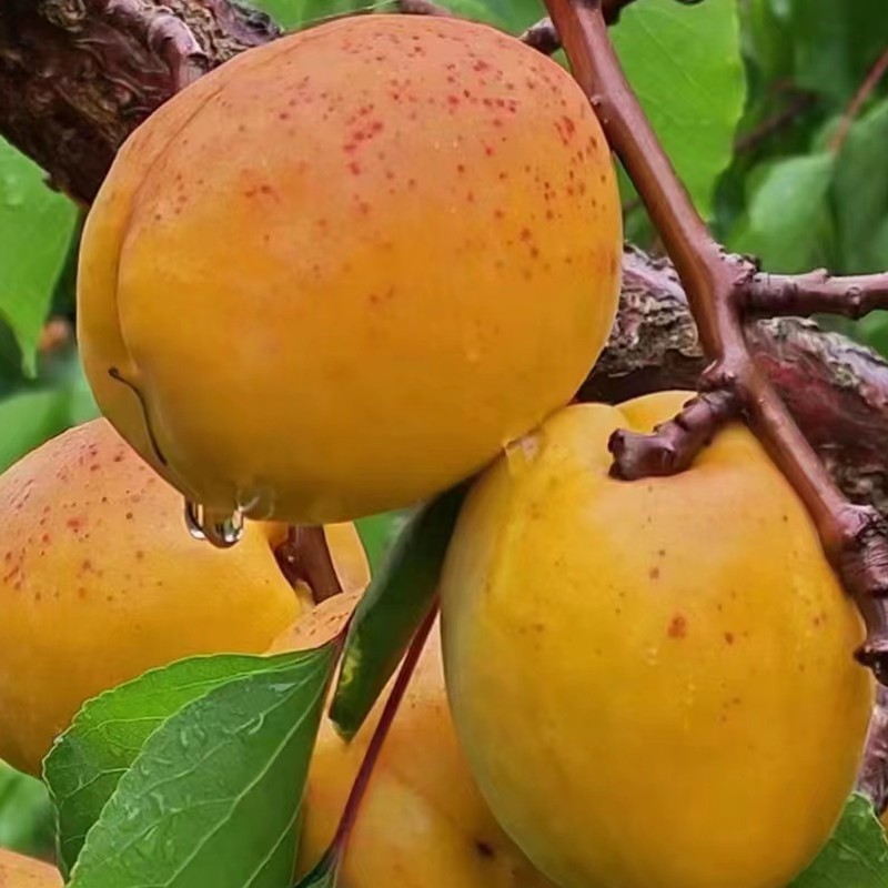 当地特产当季新鲜水果大歇马大杏子核国产优先 杏子中果5斤装【图片