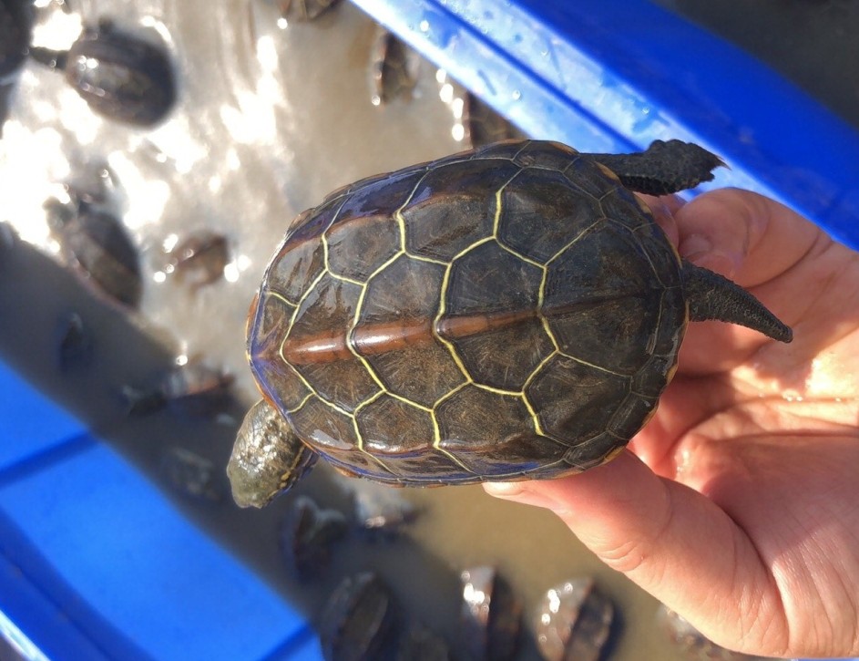 中华黑腹金线情侣一对草龟小乌龟活物活体中华草龟草龟墨龟小宠物 8