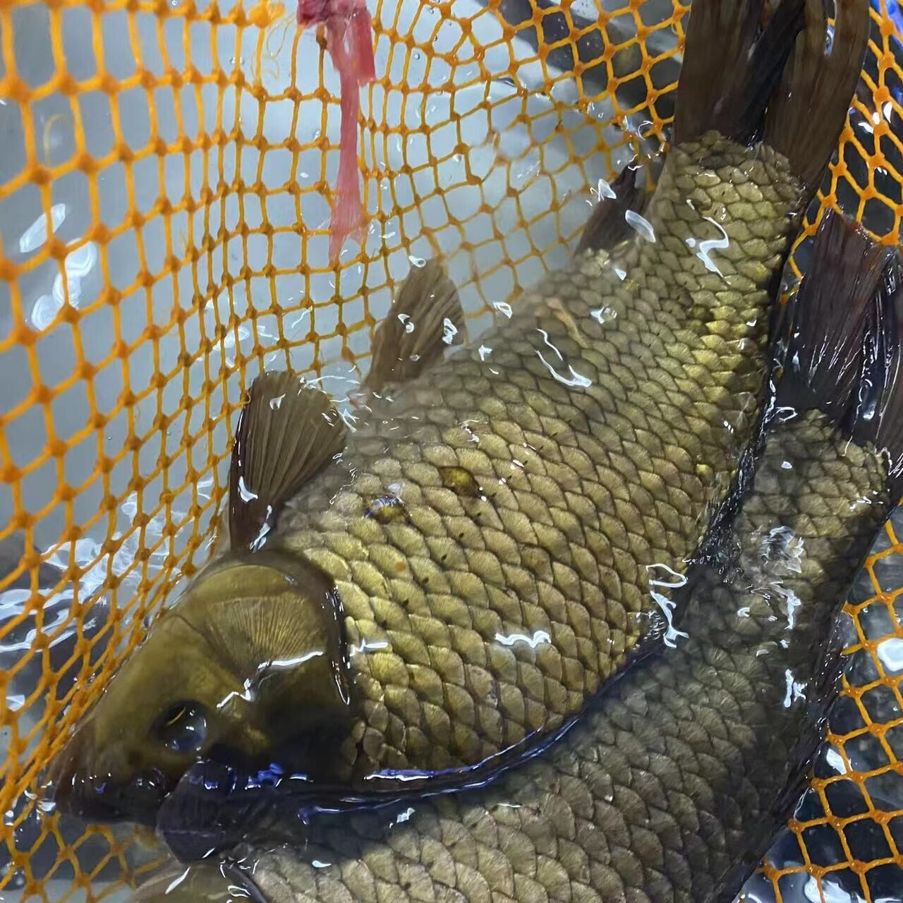 十里馋 千岛湖鲫鱼活鱼生鲜活水产孕妇炖汤营养产妇整条儿童老人食用