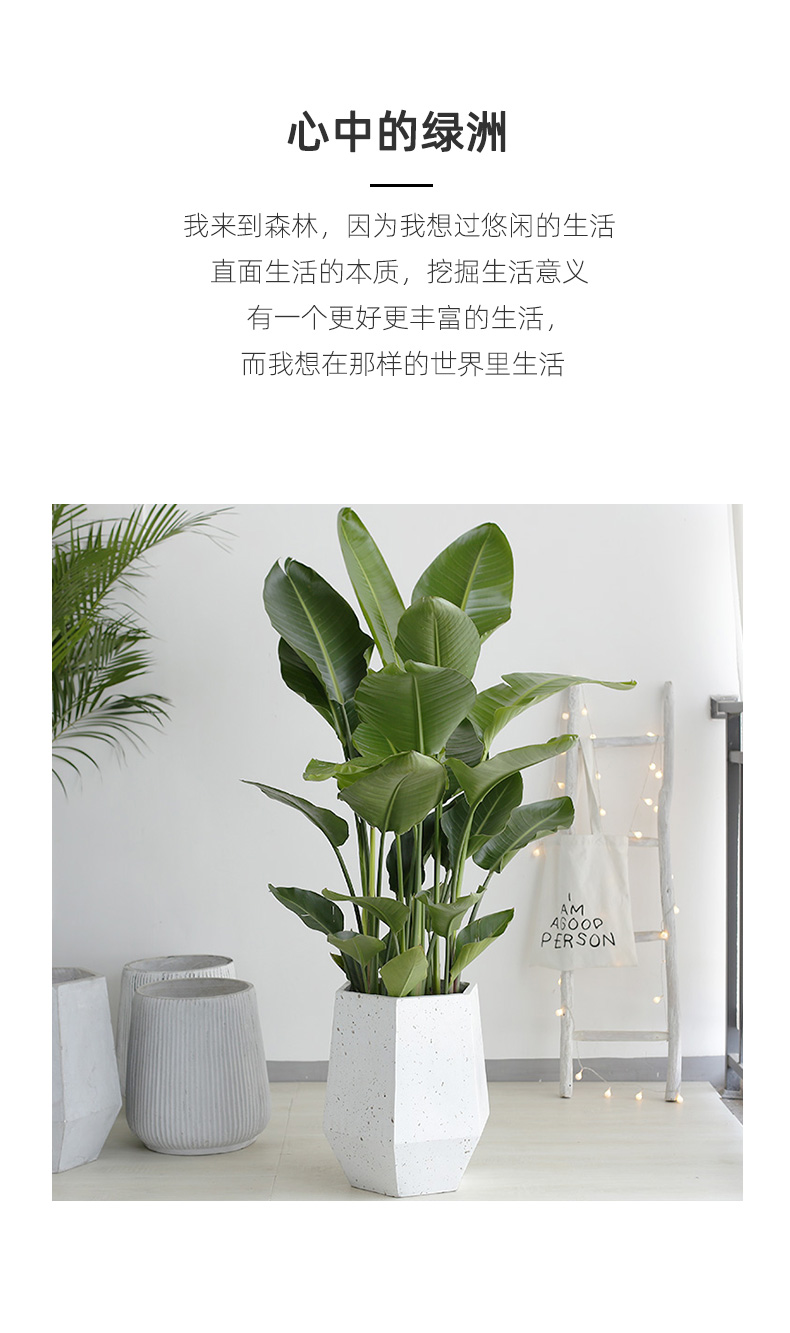 天堂鸟盆栽柠檬带果鹤望兰大型绿萝盆栽八方来财千年木绿植室内客厅