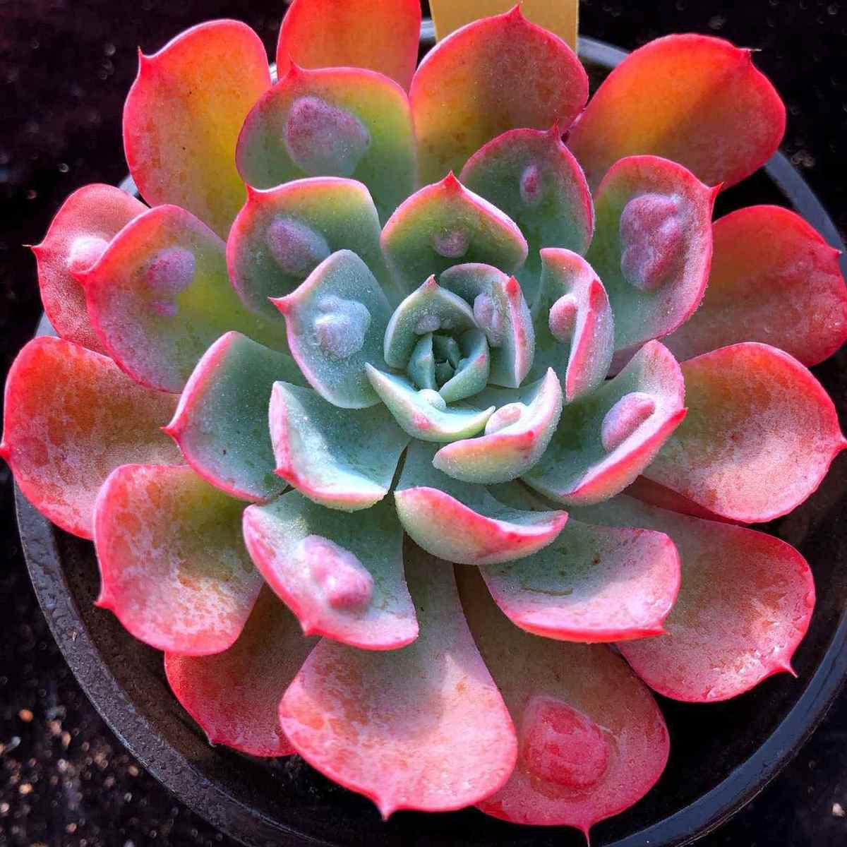 多肉植物大和锦草桃蛋罗宾满发货抖音网红sn2139轰动46厘米原盆原土