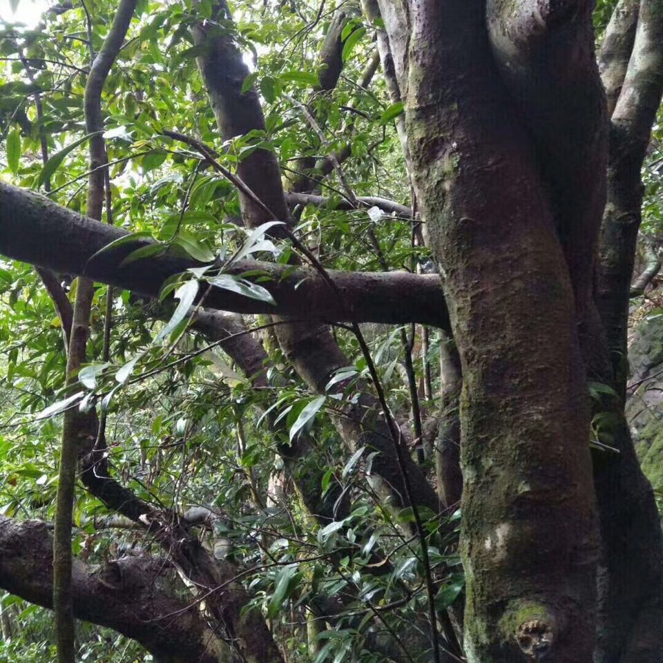 野生石崖茶 2021春茶广西昭平高山茶 浓香型石岩茶 500g【图片 价格