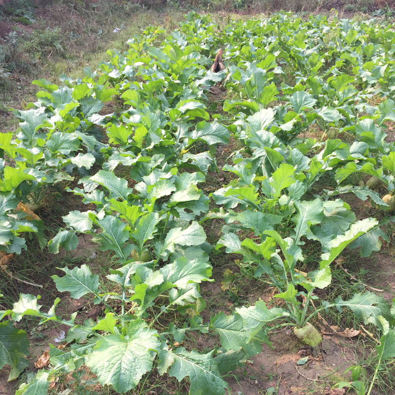 芥菜疙瘩新鲜 东北农家可自制咸菜芥菜嘎达头 5000g【图片 价格 品牌