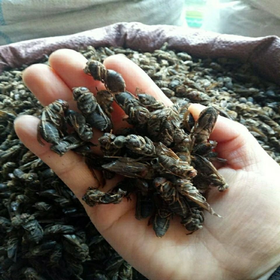 中药材马蜂干 大黄蜂马蜂葫芦蜂 新货 另有蝗虫干 500g【【图片 价格