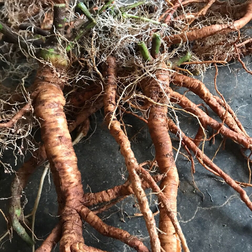 野生新鲜含羞草 红骨含羞草根 红茎骨感应草怕羞草根 纯根500克【图片