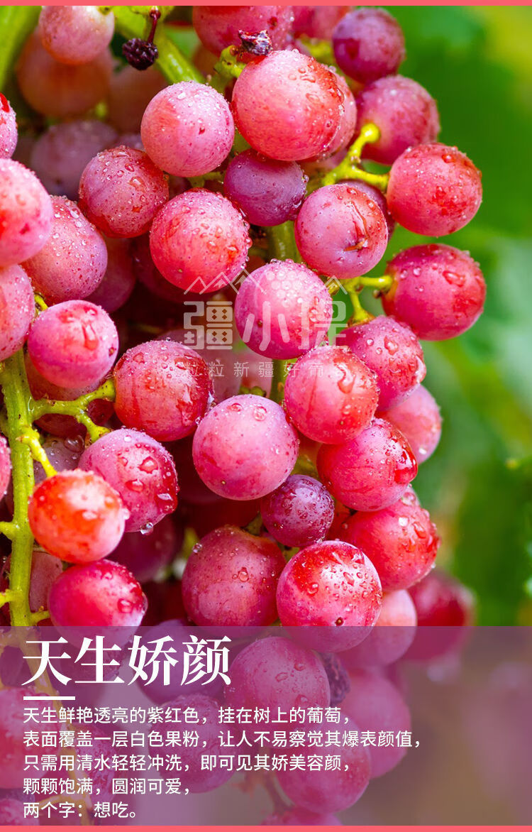 新疆玻璃翠脆葡萄特别甜无籽红紫提子吐鲁番当季新鲜现摘水果四斤值