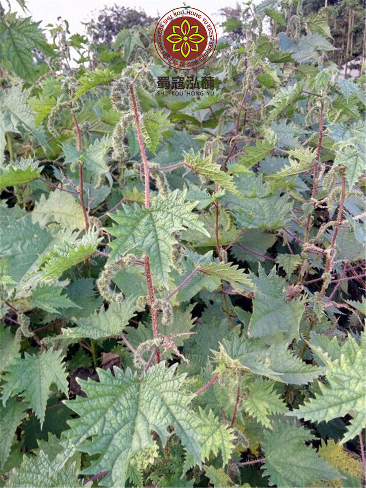 伟博荨麻根红藿麻 豁麻根红禾麻草干红荨麻根红荨麻草/红活麻根500克