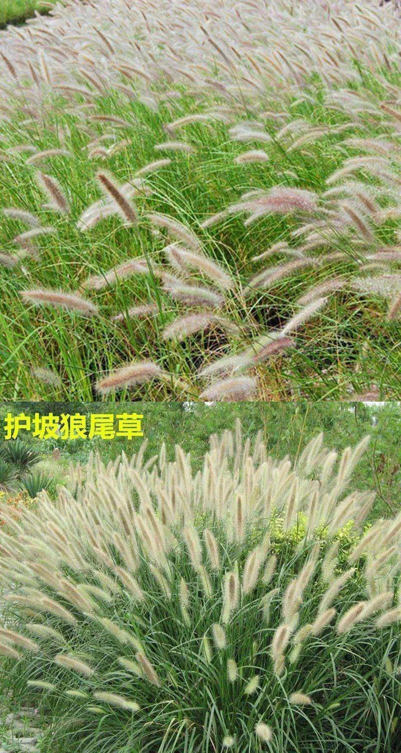 紫穗狼尾草种子观赏狼尾草种四季狗尾草种籽庭院室外护坡花海美化农民