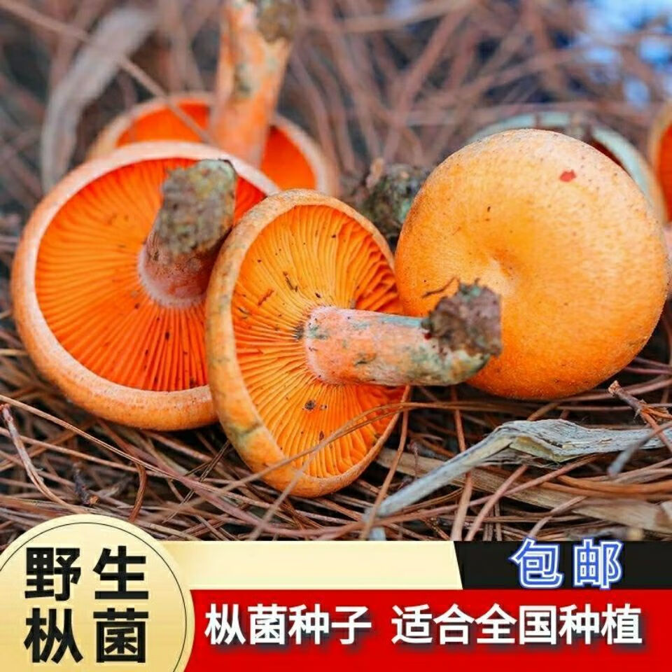 种子黄碟花菌种子野生蘑菇种子人工种植菌种 青碟花菌种子100粒【图片