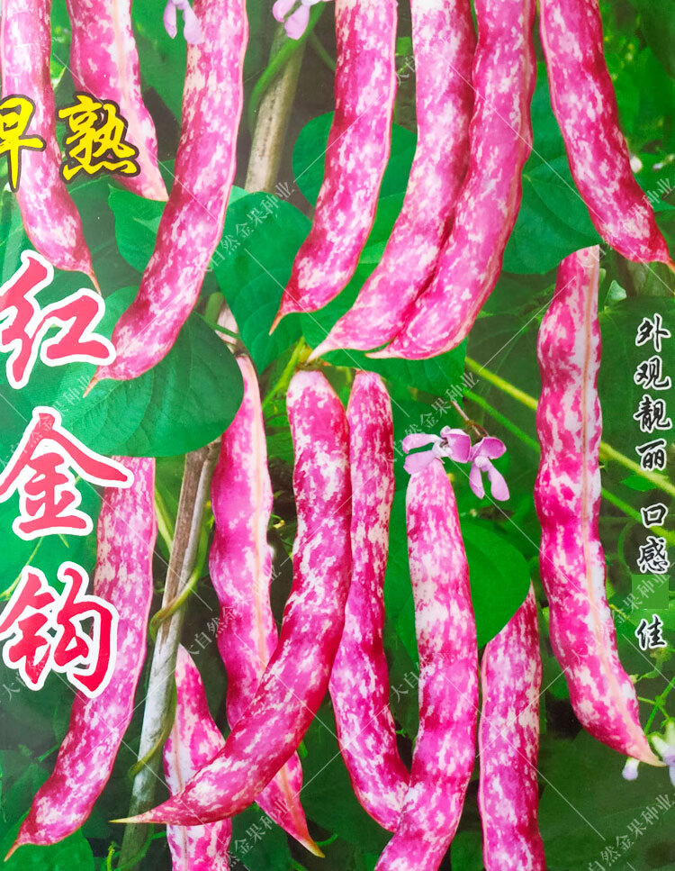 红金勾钩豆角种子东北油豆角种籽春秋季架芸豆菜豆籽蔬菜种孑四季