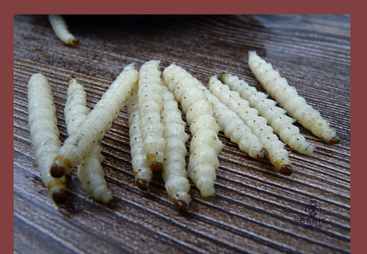 伟博伟博竹虫速冻竹虫奶香竹蜂虫竹节虫竹香虫高蛋白好吃香味虫子贝和