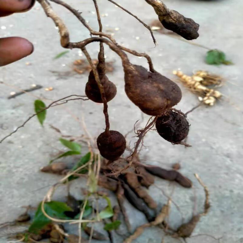 有仁堂(同仁同堂)新鲜雪里开生货贵州野生中药材根拐子药蛇松子单叶