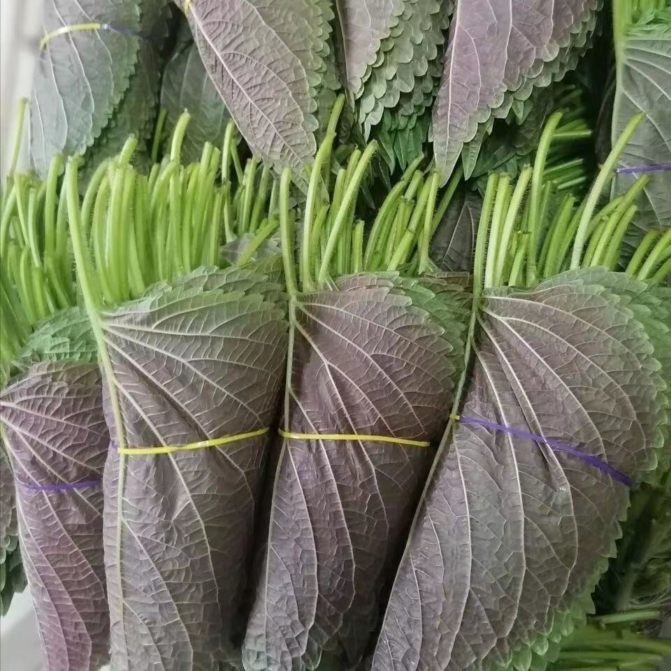 新鲜紫苏子叶食用250g东北延边韩国烤肉1斤绿苏子叶顺丰现摘现发1斤装