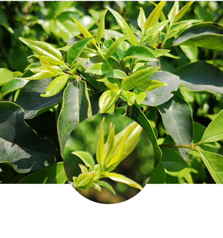 毛冬青茶云南毛冬青嫩芽特级上品好茶青山绿水小叶苦丁茶上品嫩芽100