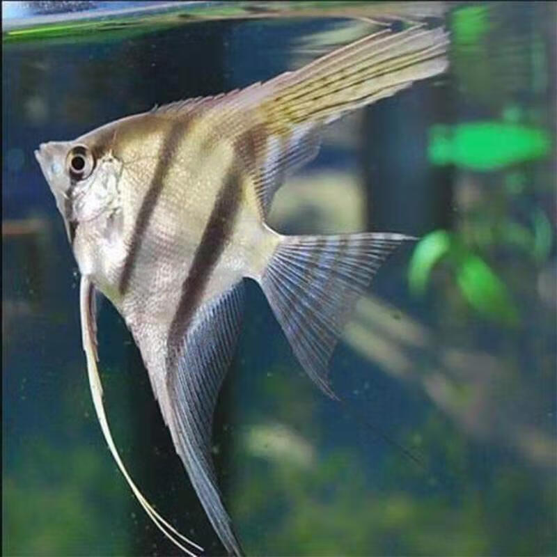 工匠头红背埃及燕鱼神仙鱼活体热带鱼白化埃及观赏鱼小型鱼秘鲁燕鱼