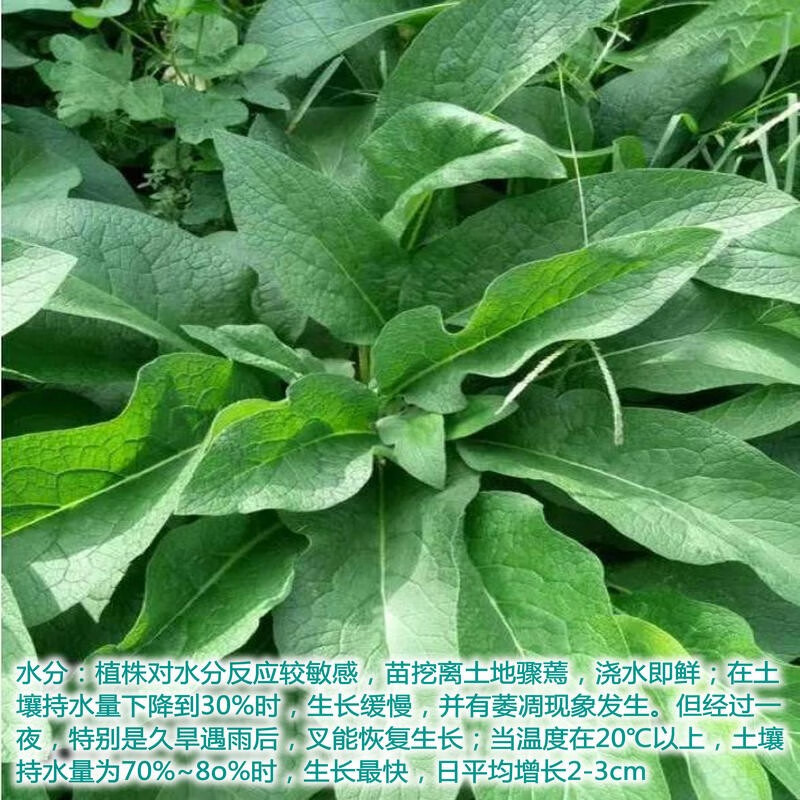 永赐(yongci)俄罗斯饲料菜种根聚合草种根爱国草肥羊草友益草根多年生