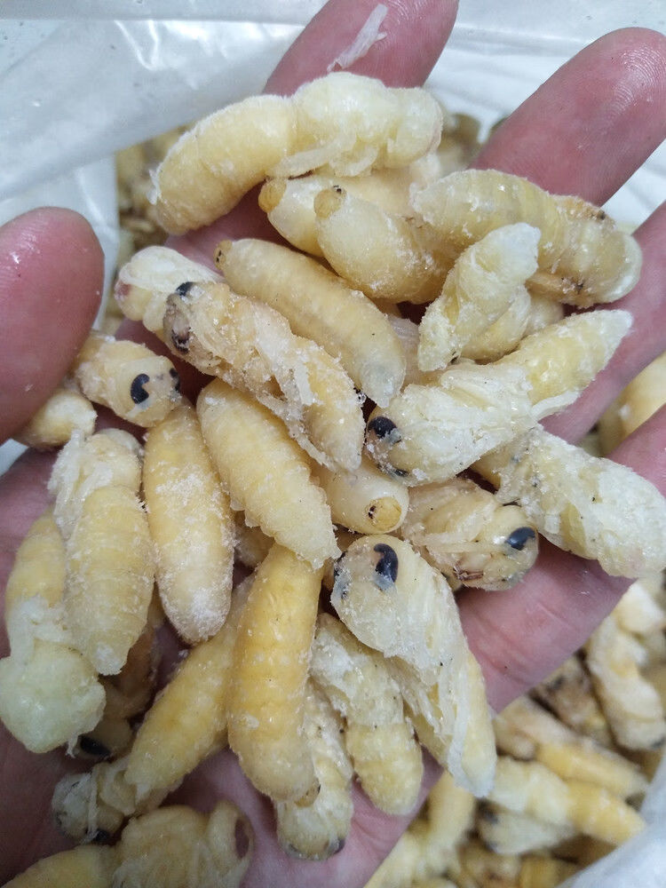 伟博特级速冻精选12级混合金环大虎头蜂蜂蛹大土蜂大地蜂大胡蜂蜂蛹