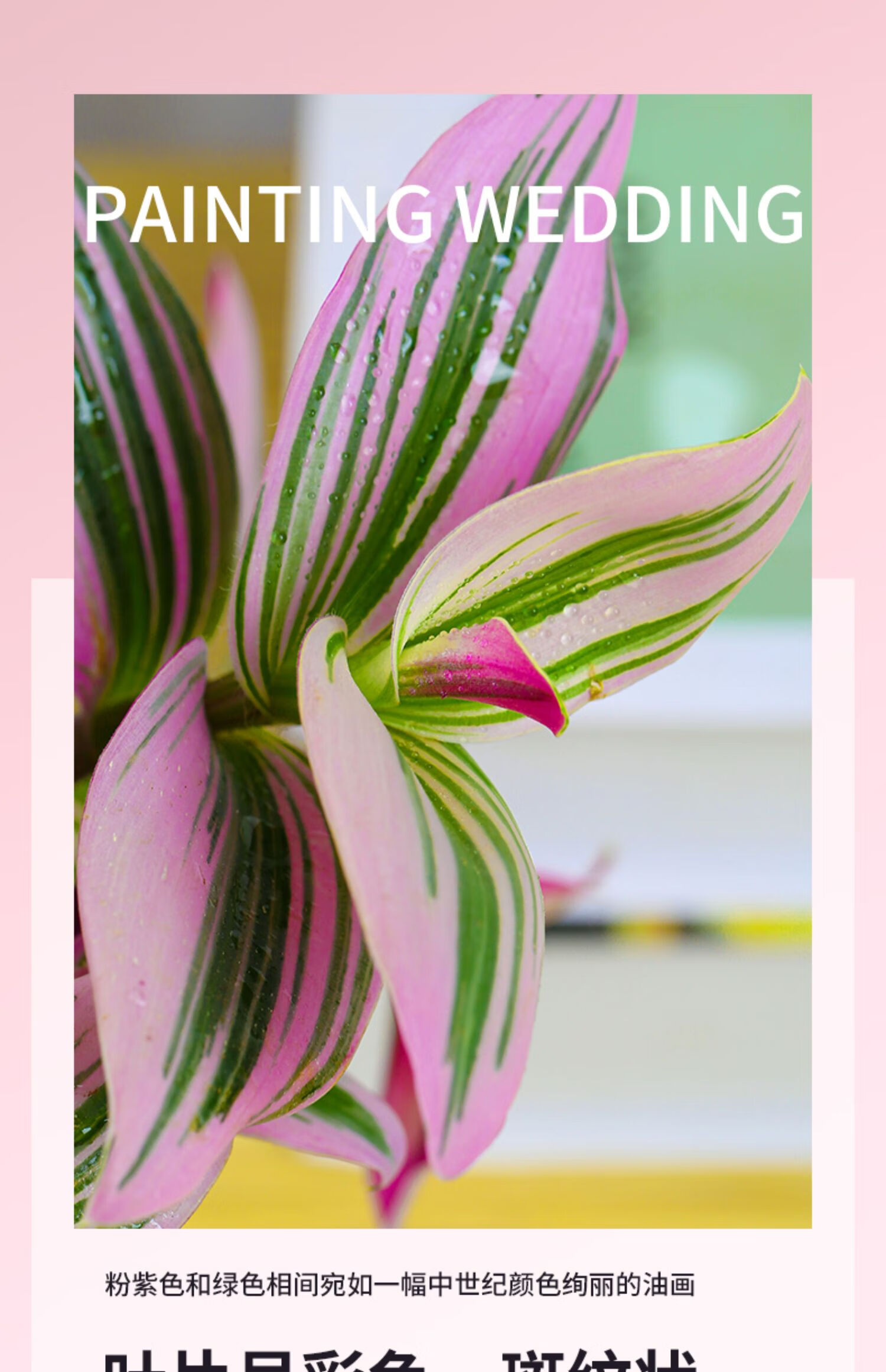 盆栽胭脂云水培植物 种油画婚礼吊兰【厚圆叶哑白陶瓷盆 底托12棵以