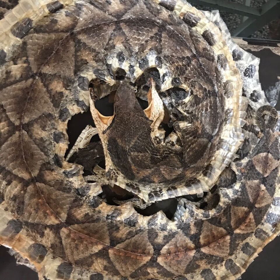 伟博养殖蕲蛇正宗100克尖吻蛇腹蛇新货整条蕲蛇10g500克切段