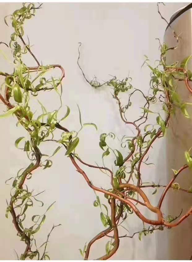 龙柳金龙柳新鲜切枝生根长叶水培植物插花婚庆拱门客厅办公装饰 1.