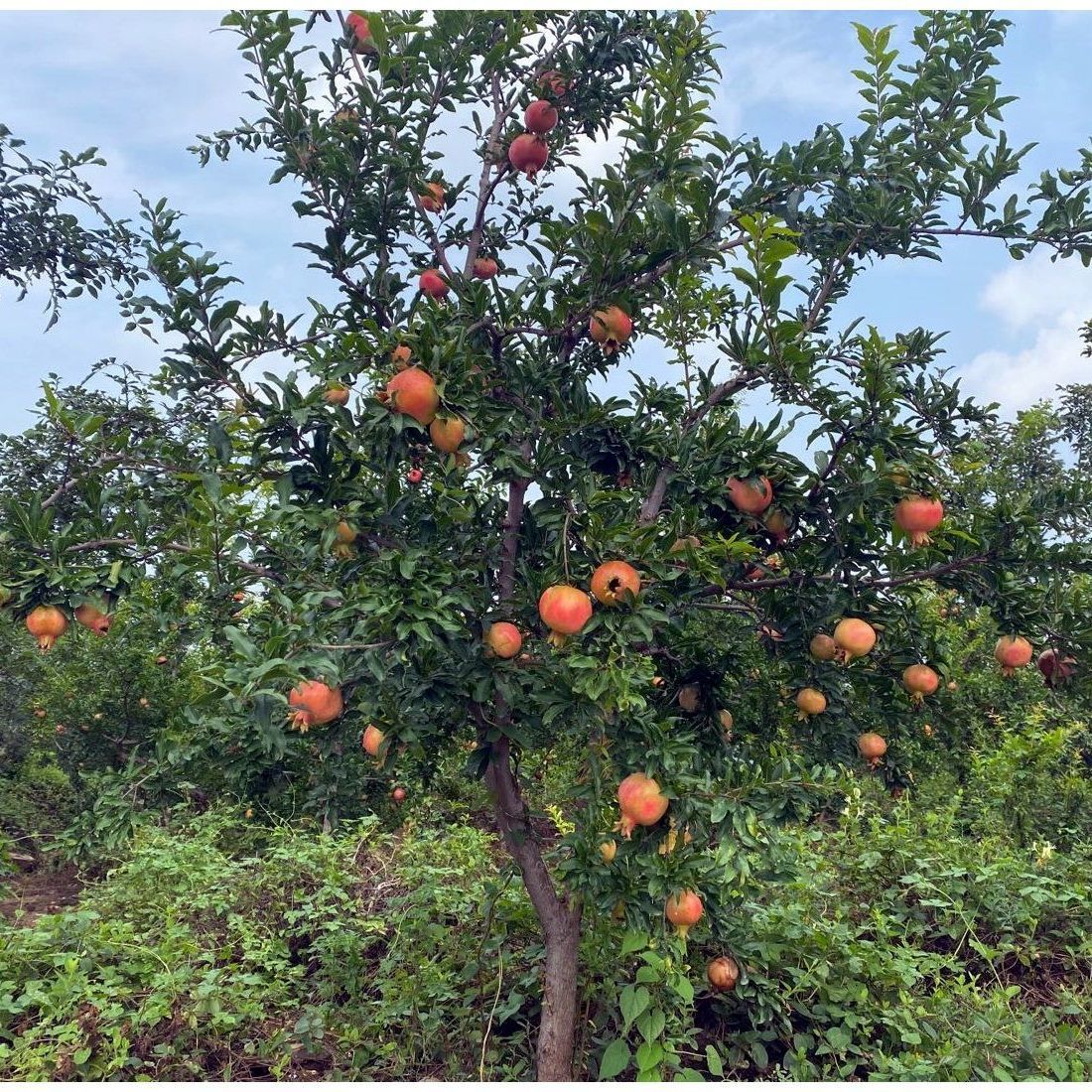 大石榴树树苗突尼斯软籽庭院阳台嫁接石榴树苗当年结果盆栽地栽突尼斯