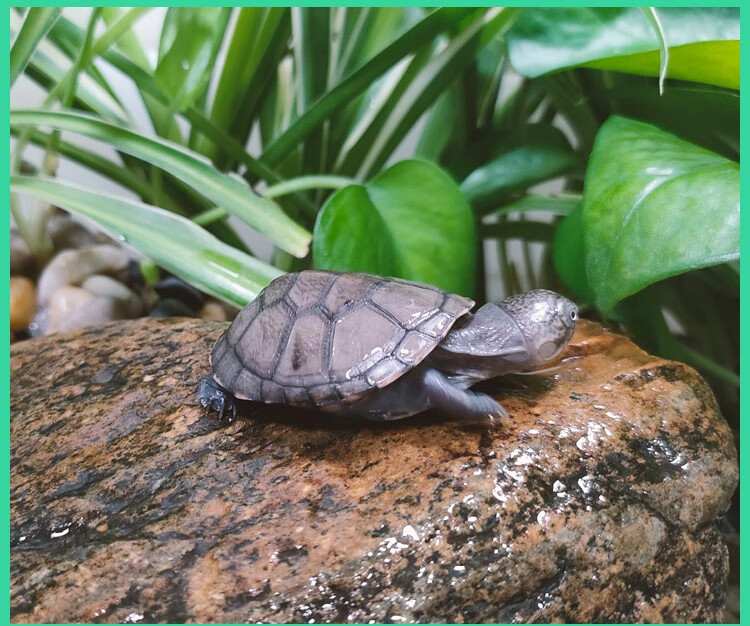 西非侧颈龟沼泽侧颈龟活体深水龟长颈龟乌龟活物观赏龟热带龟苗公