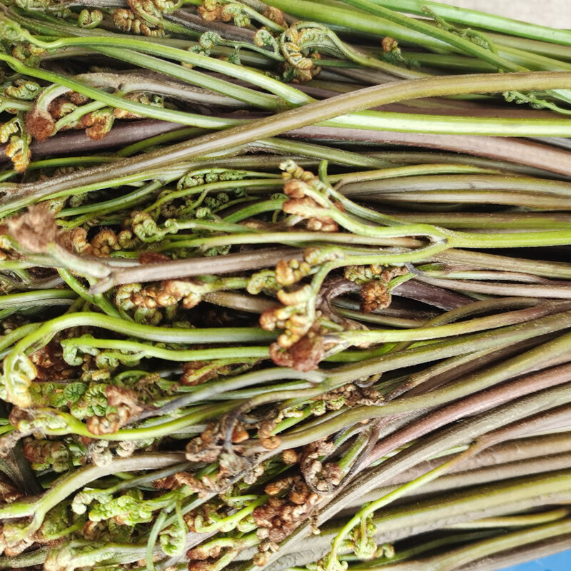 桂林灌阳山竹笋新鲜笋现挖小笋小竹笋新鲜5斤鸟笋带壳雷笋2500g