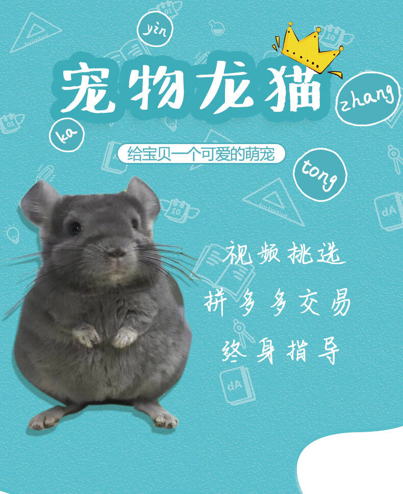 宠物龙猫活体幼崽宝宝弟弟妹妹小宠物 银斑