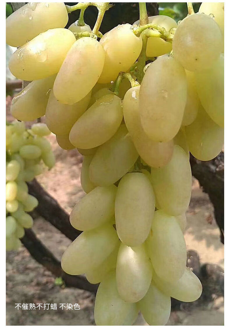 顺丰京咚速发怀来白马奶葡萄张家口怀来葡萄水晶牛奶葡萄提子沙城产地